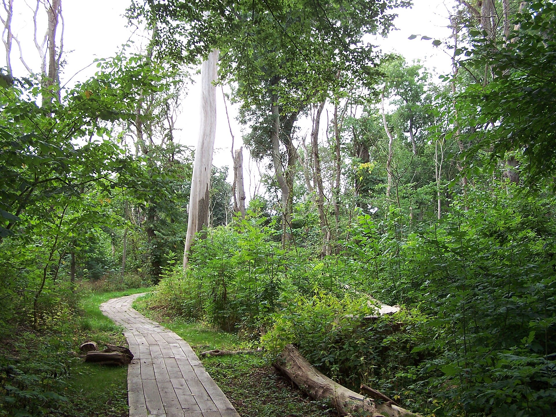 Dalby Söderskog