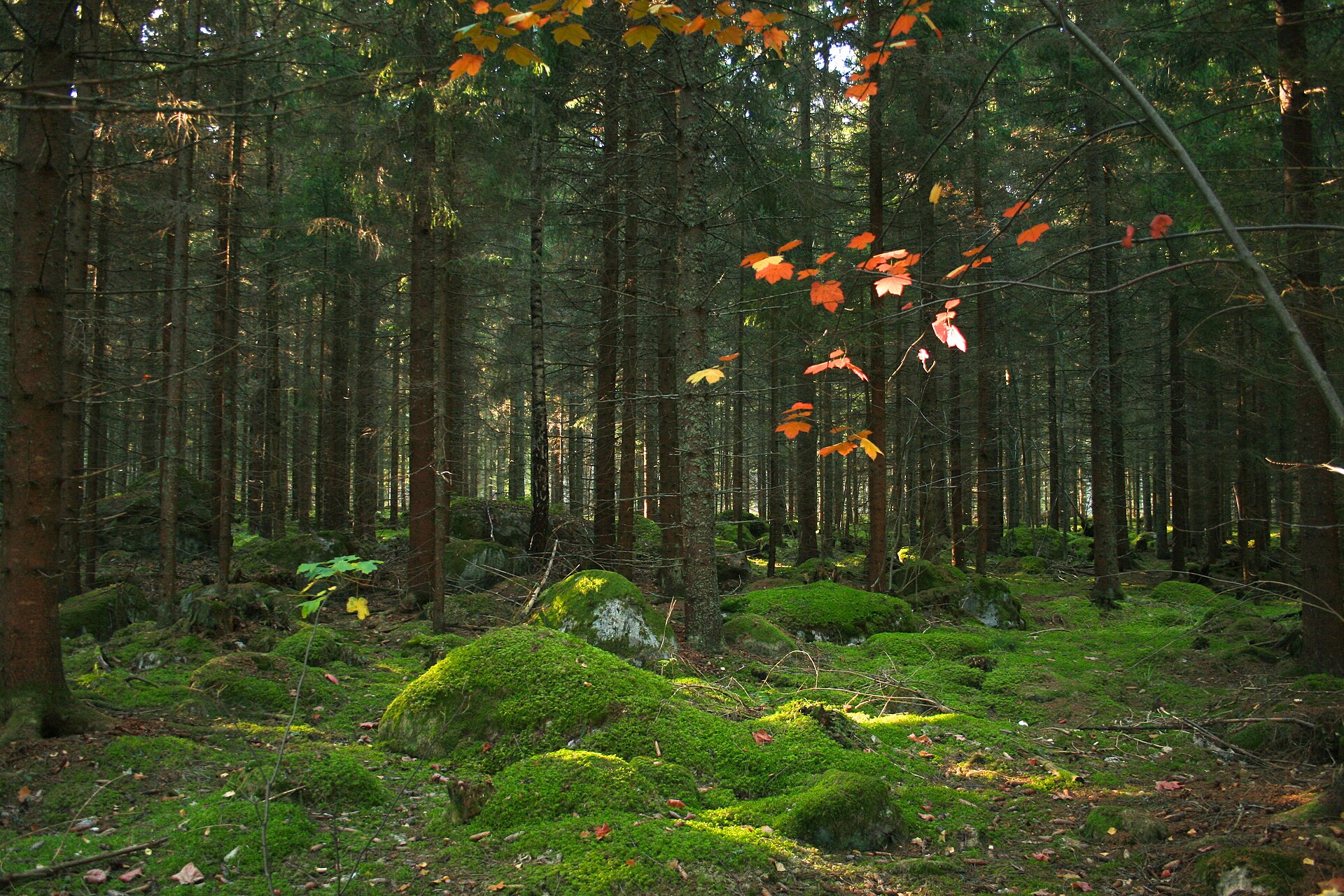 Färnebofjärdens nationalpark